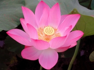 (部编)人教语文2011课标版一年级下册小池-(19)