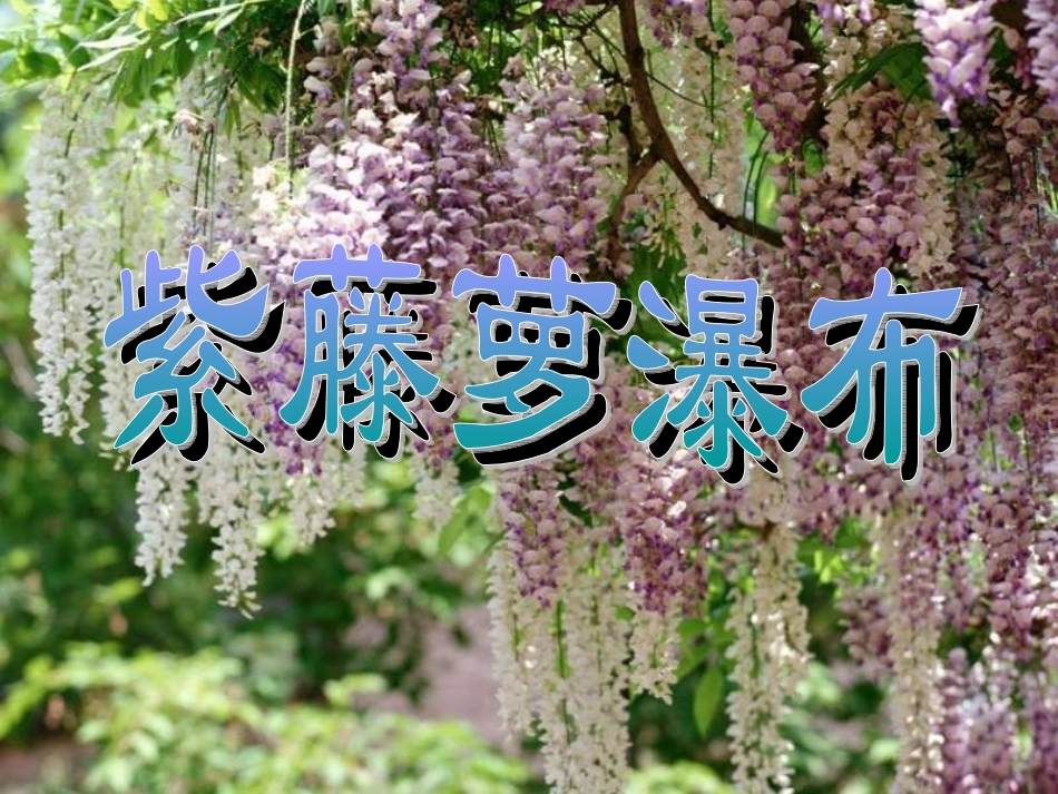 (部编)初中语文人教2011课标版七年级下册17-紫藤萝瀑布-----初中语文_第1页