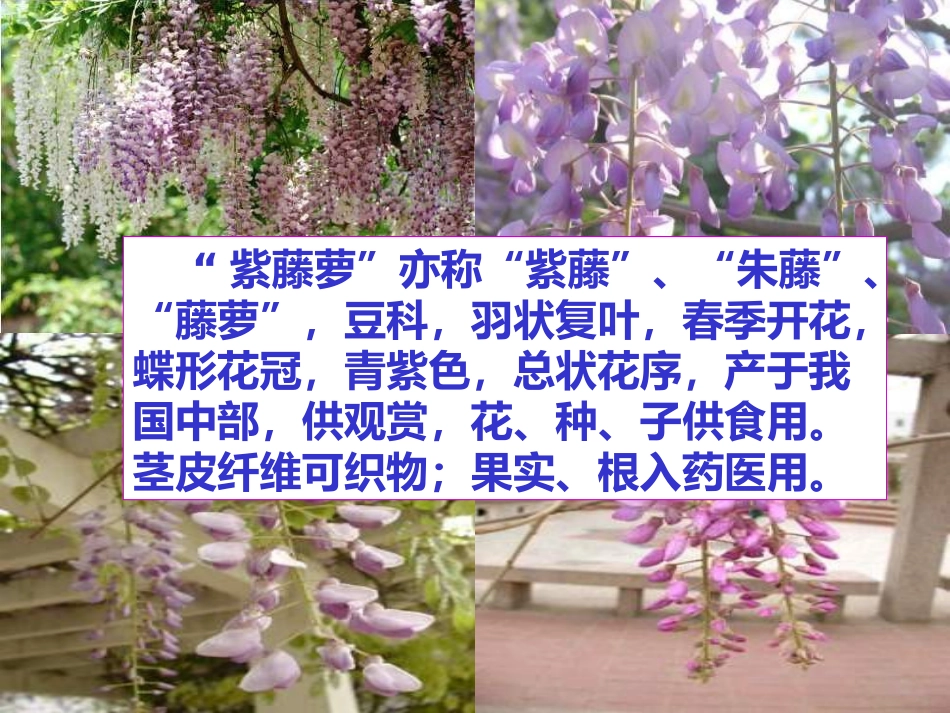 (部编)初中语文人教2011课标版七年级下册17-紫藤萝瀑布-----初中语文_第2页