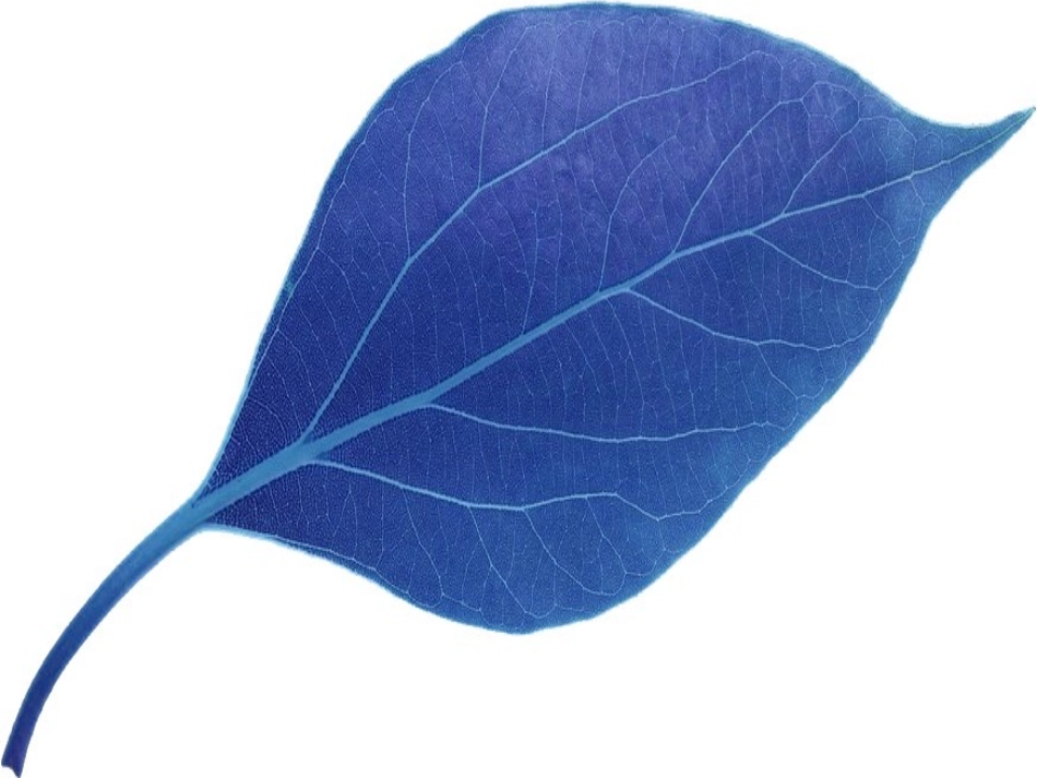 蓝色的树叶第一课时_第1页