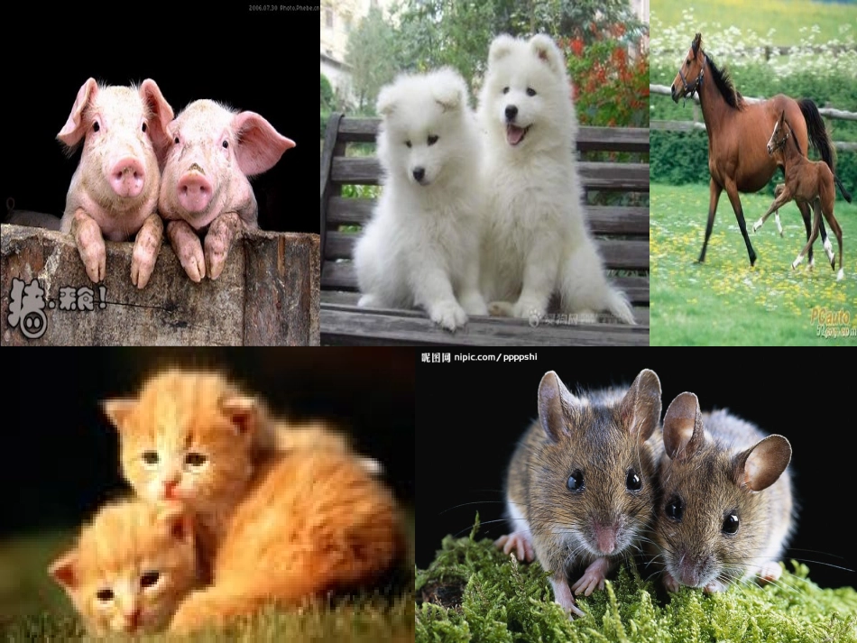 6、哺乳动物_第2页