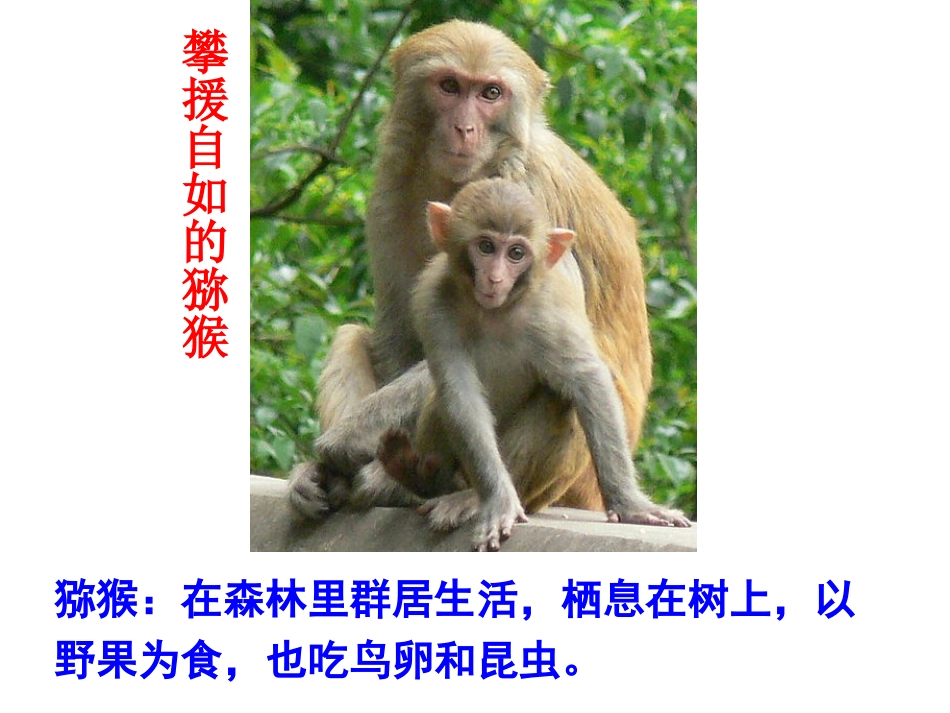 6、哺乳动物_第3页