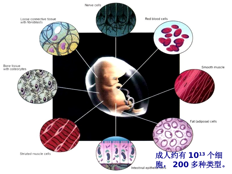 细胞分化和植物细胞的全能性_第3页