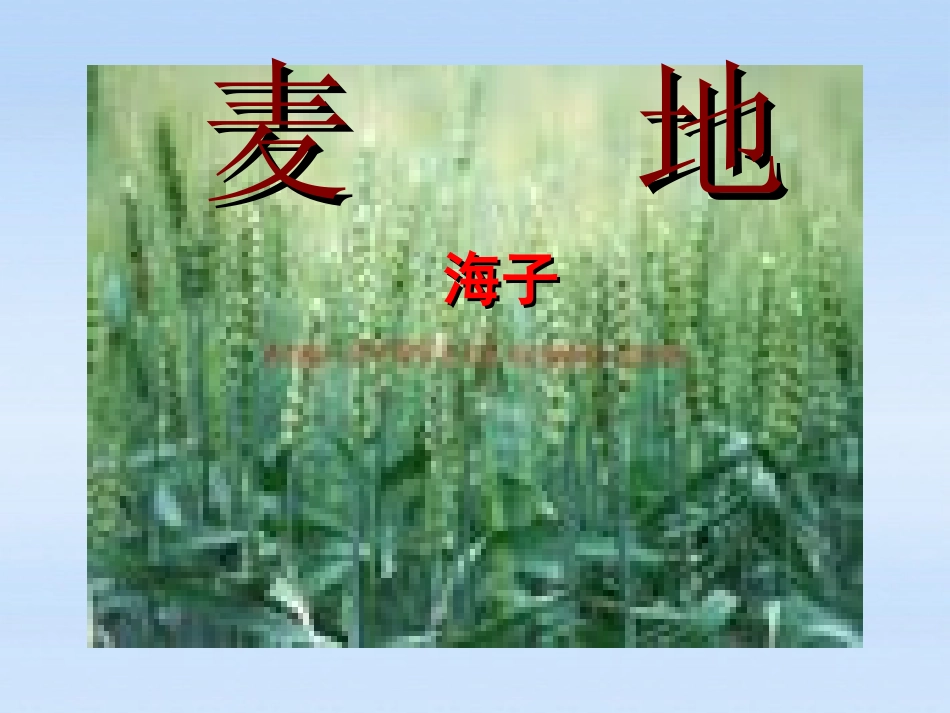 高中语文-2.8中国当代诗二首《麦地》课件-语文版必修1_第1页