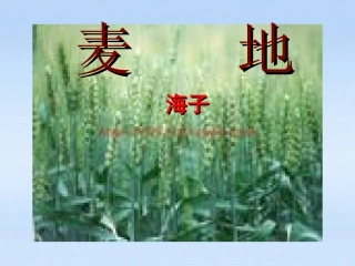 高中语文-2.8中国当代诗二首《麦地》课件-语文版必修1