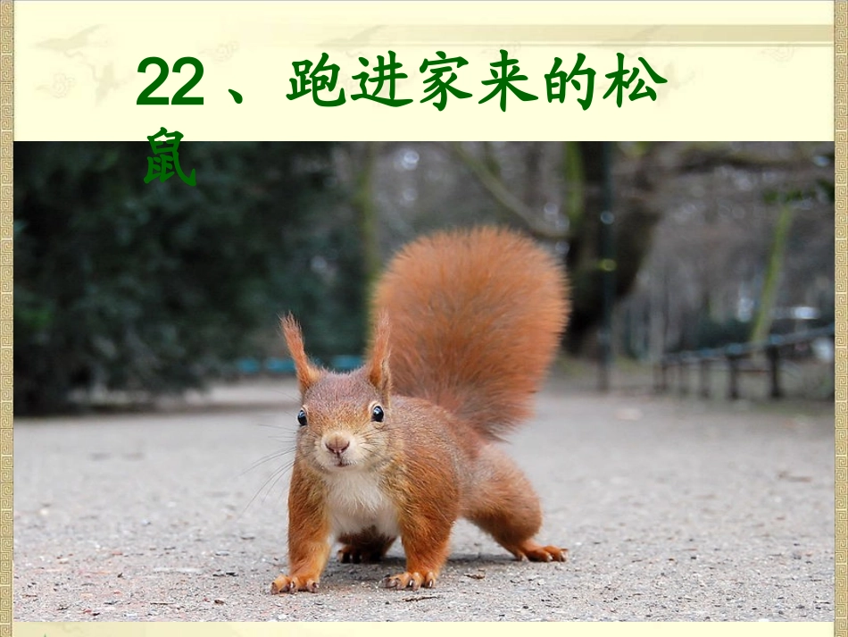 跑进家来的松鼠_第1页