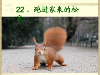 跑进家来的松鼠