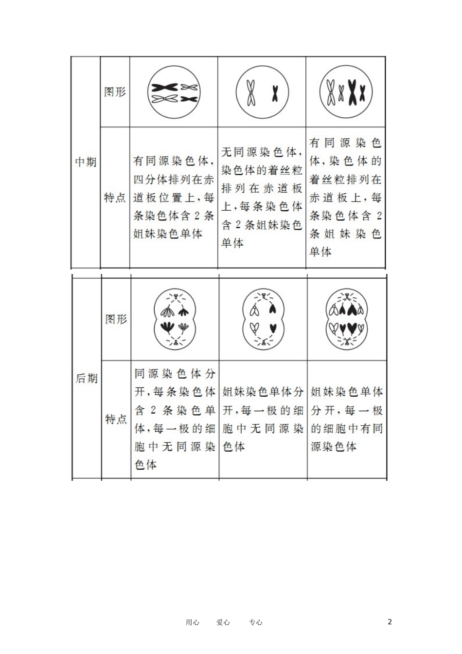 江苏省徐州市王杰中学高中生物《2.2 减数分裂(2)及有性生殖》学案 苏教版必修2_第2页
