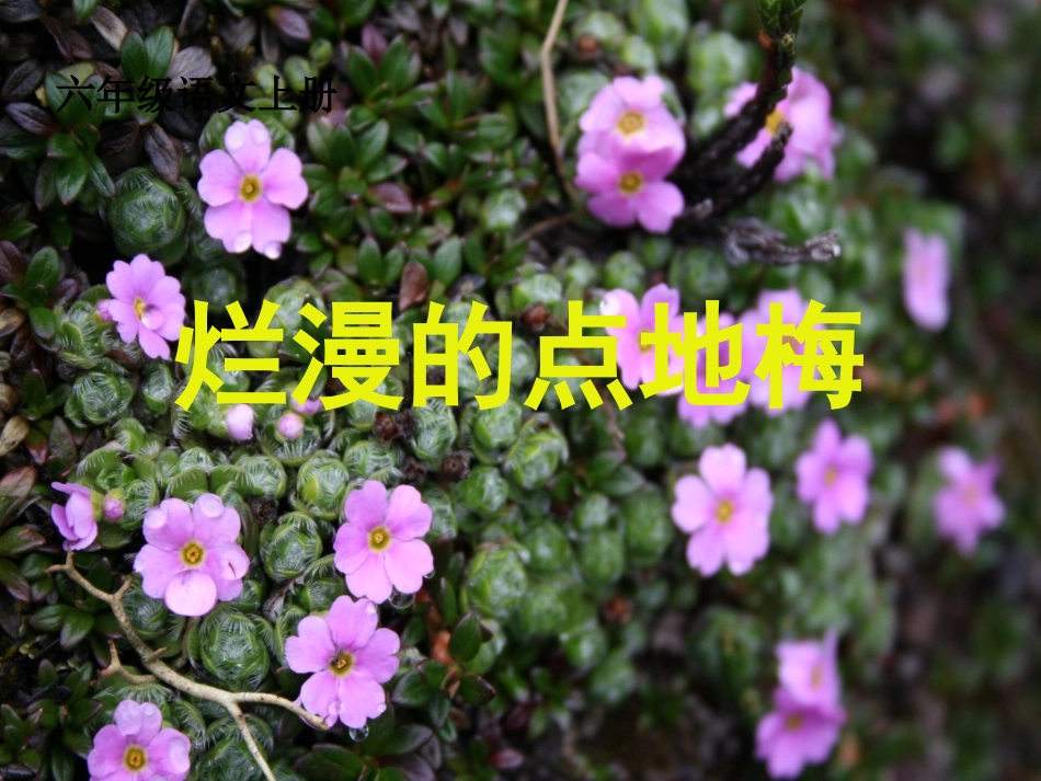 9《烂漫的点地梅》课件_第1页