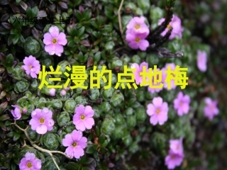 9《烂漫的点地梅》课件