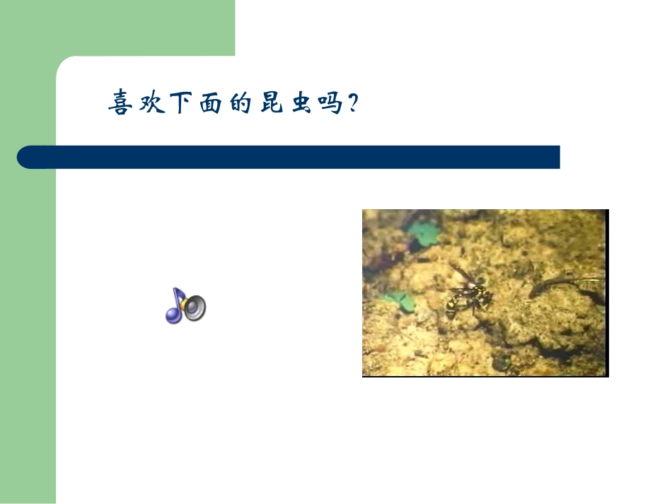 5-装满昆虫的衣袋_第2页