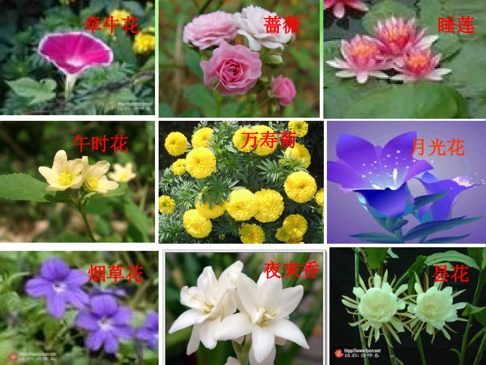 三下园地四《观察蚂蚁作文》_第2页