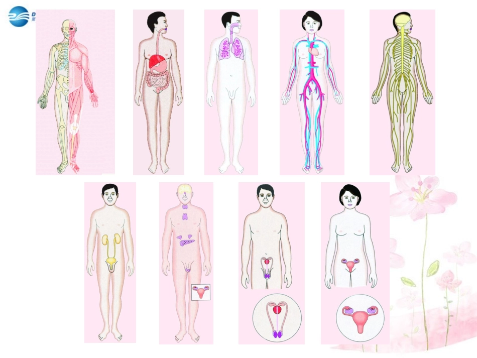 七年级生物下册 第八章 第三节 人体概述课件2 （新版）苏教版_第3页