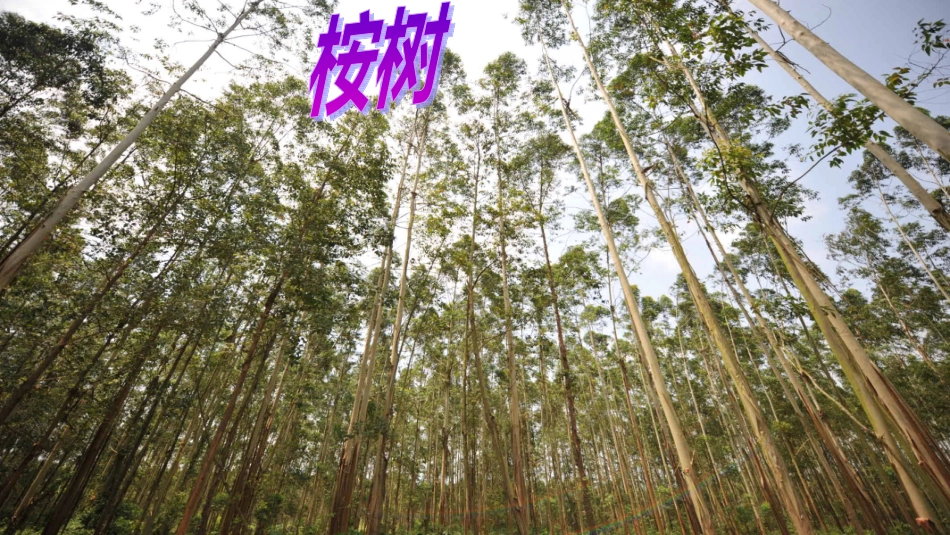 第三节澳大利亚_第3页