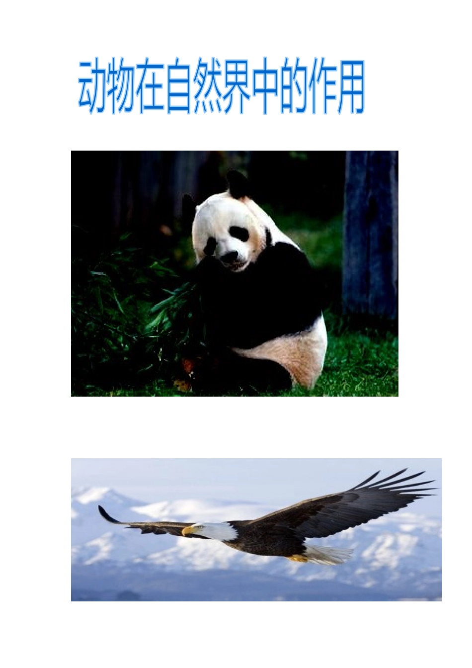 奇妙的动物世界_第1页