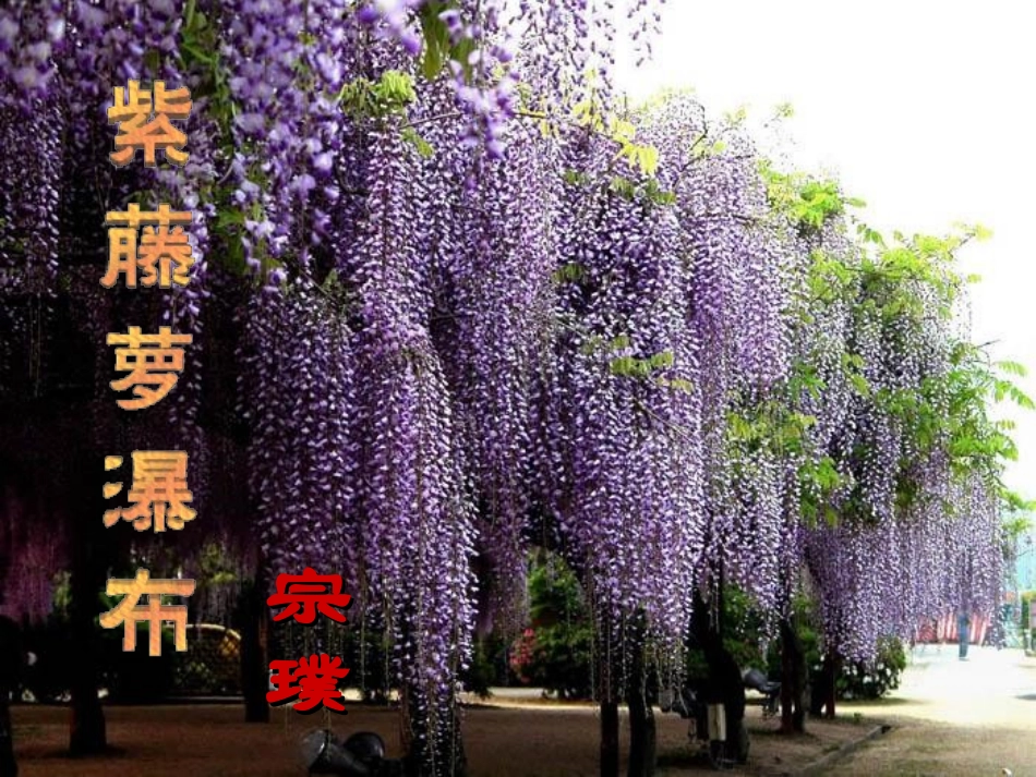 新疆乌鲁木齐市第55中学七年级语文《紫藤萝瀑布》课件(1)-人教新课标版_第1页