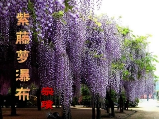 新疆乌鲁木齐市第55中学七年级语文《紫藤萝瀑布》课件(1)-人教新课标版