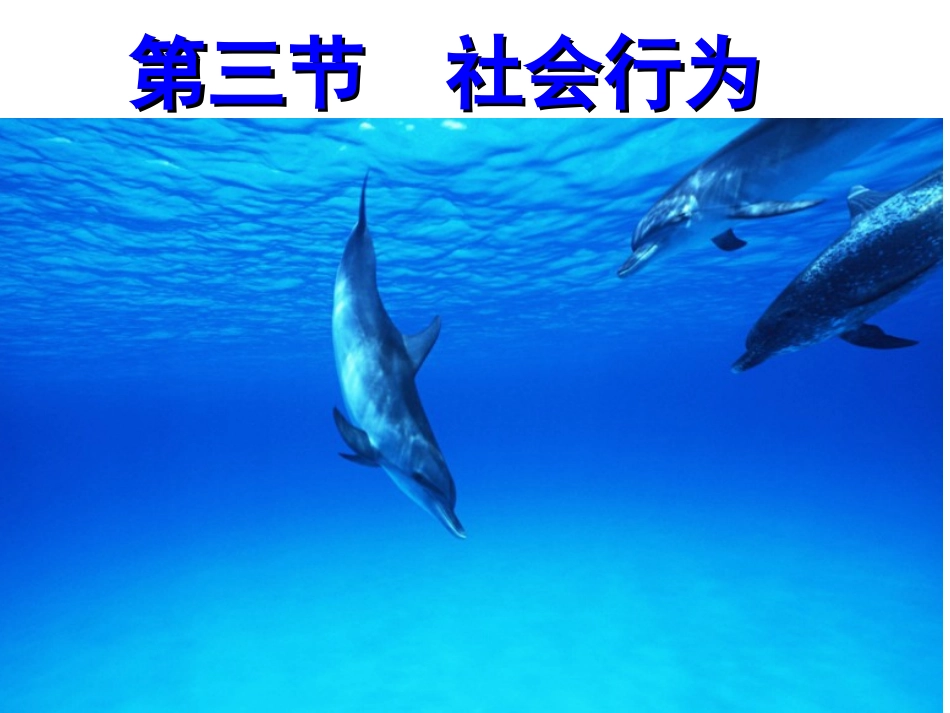 第三节社会行为PPT课件_第1页