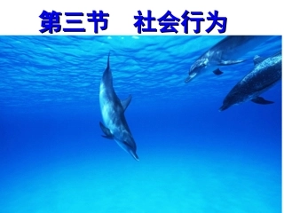 第三节社会行为PPT课件