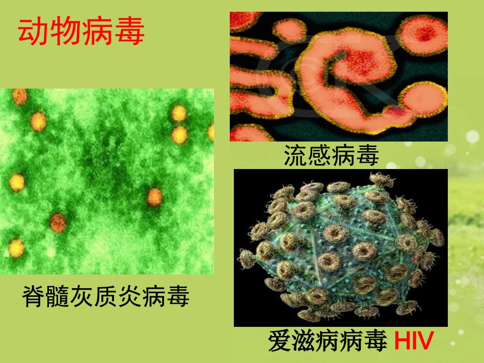 新疆石河子市第十中学七年级生物上册《病毒》课件-新人教版_第3页