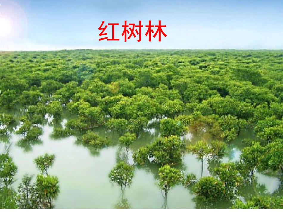 胥红树林课件_第1页