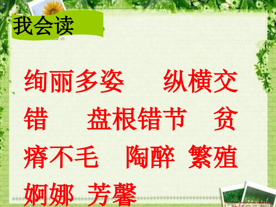 胥红树林课件_第2页