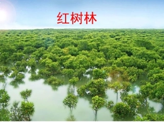 胥红树林课件