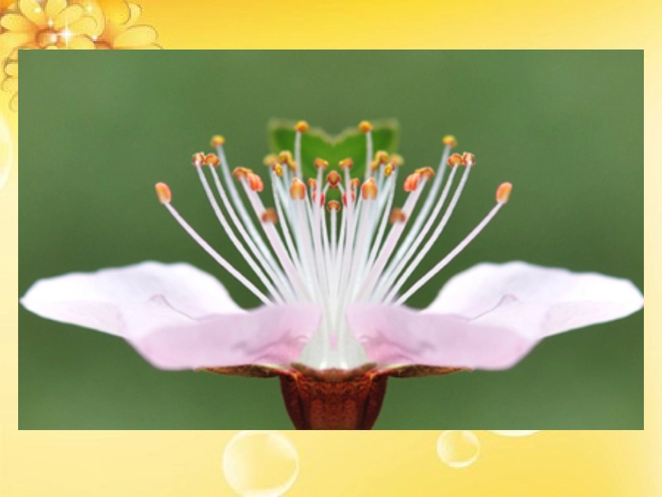 小学数学2011版本小学四年级轴对称图形图片欣赏_第2页