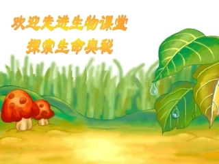 生态系统的能量流动