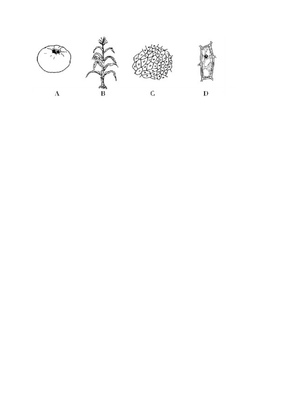 江苏省洪泽外国语中学2012-2013学年八年级生物下册 第8章《生物体有相似的结构层次》教学案 新人教版_第3页
