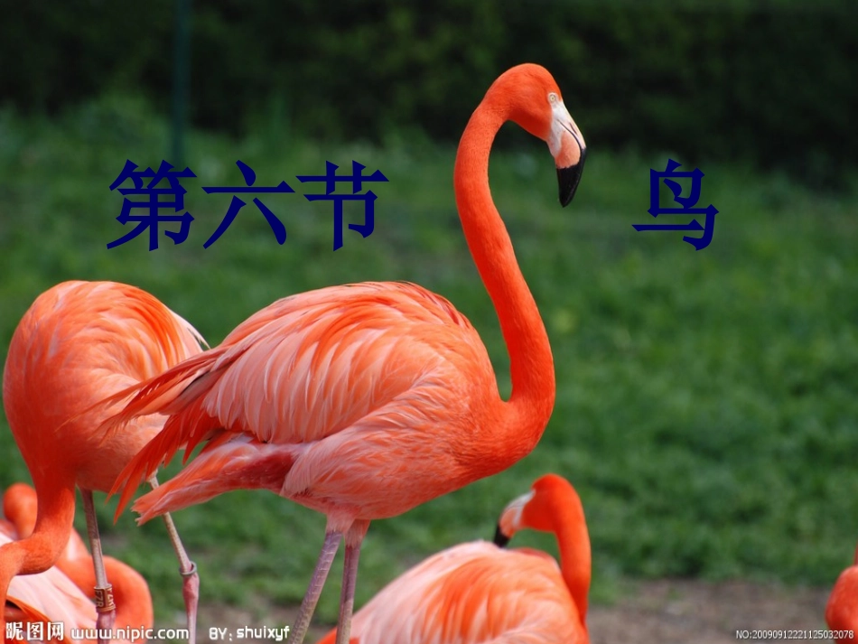 八年级生物上----第六节-----鸟_第1页