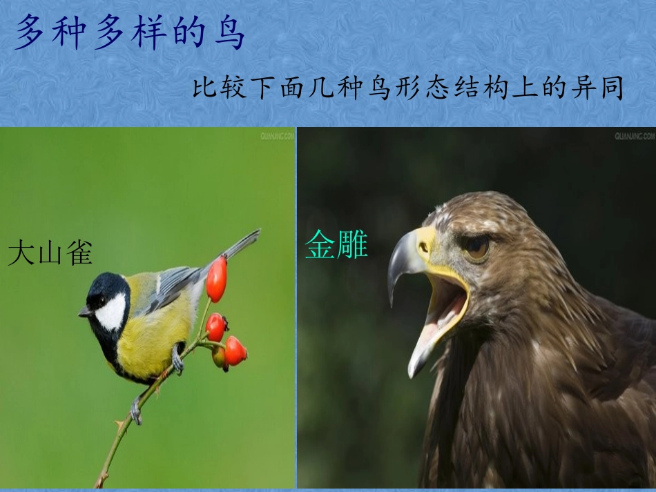 八年级生物上----第六节-----鸟_第2页