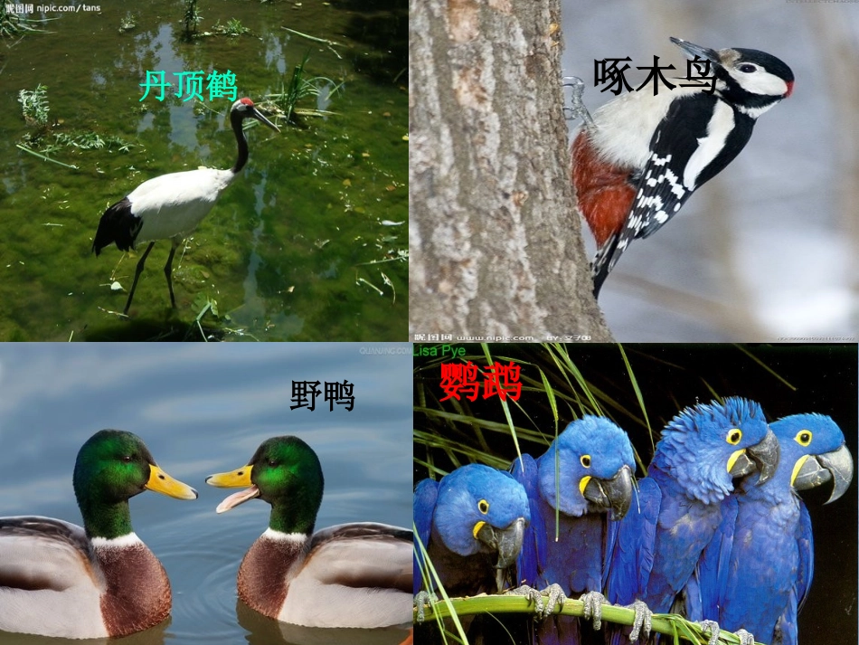 八年级生物上----第六节-----鸟_第3页