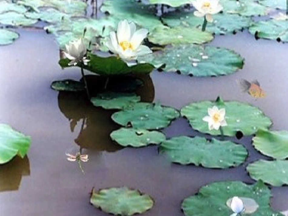 3《荷花》PPT课件-(2)_第1页