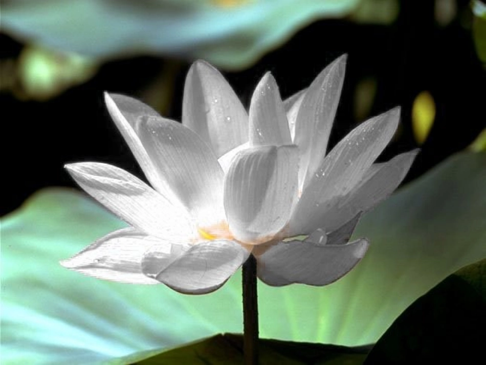 3《荷花》PPT课件-(2)_第2页