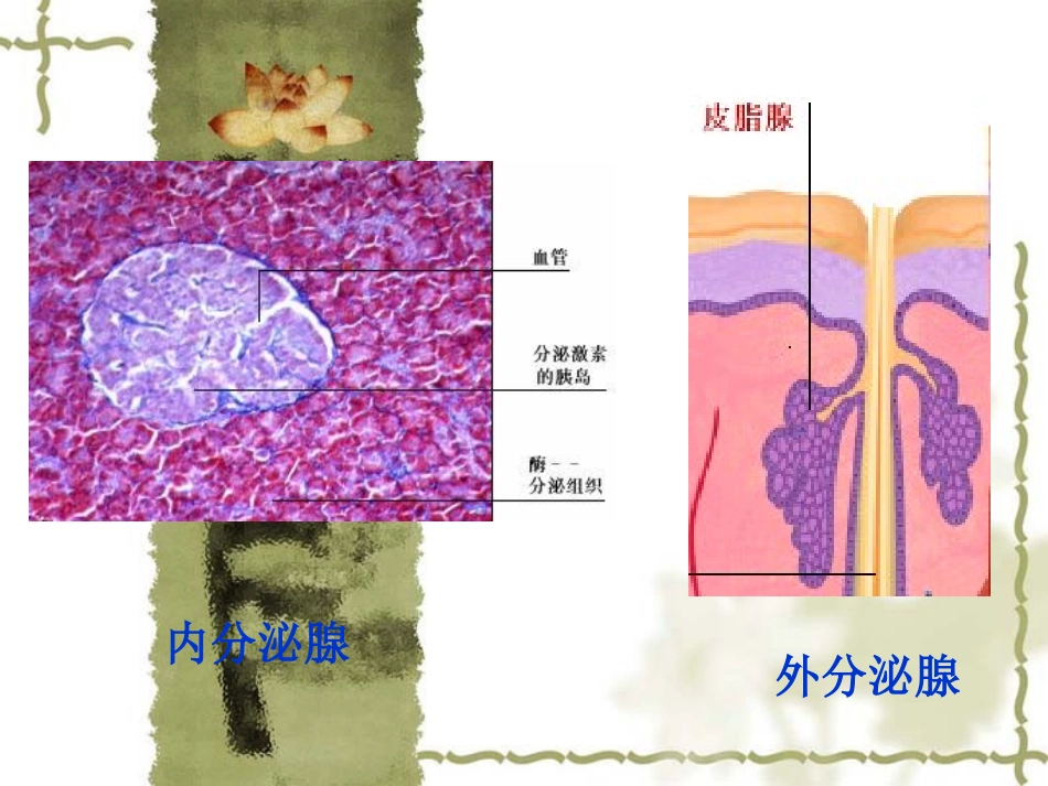 七年级生物激素调节  新人教版_第2页