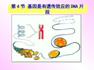 基因是有遗传效应的DNA片段