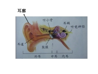 我们是怎样听到声音的