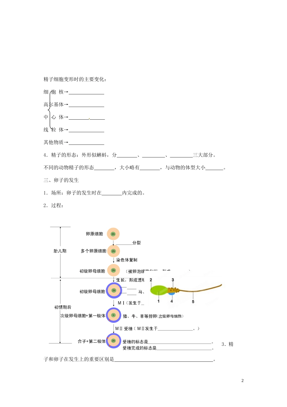 山东省新泰市第二中学高中生物 3.1体内受精和早期胚胎发育（2）教学案 新人教版选修3_第2页