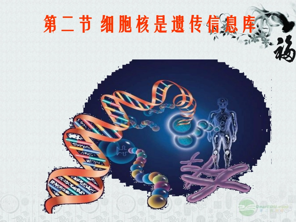 七年级生物上册-2.2.2《细胞核是遗传信息库》课件1-人教新课标版_第1页