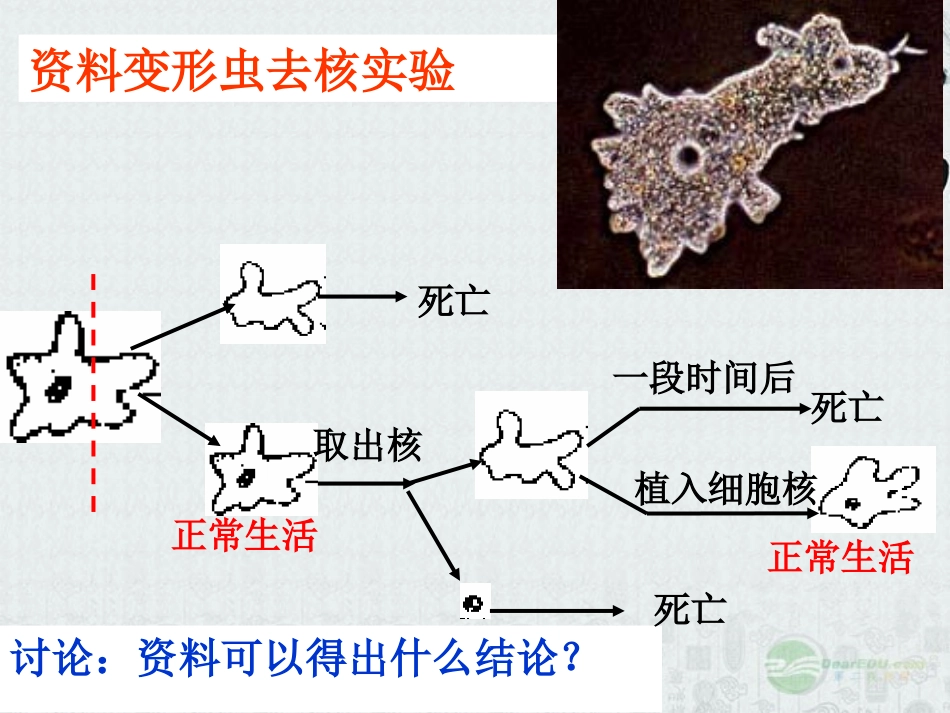 七年级生物上册-2.2.2《细胞核是遗传信息库》课件1-人教新课标版_第2页