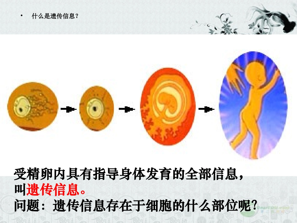 七年级生物上册-2.2.2《细胞核是遗传信息库》课件1-人教新课标版_第3页