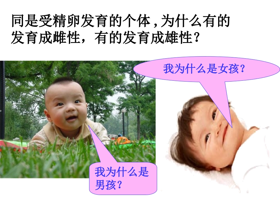 第四节伴性遗传-(4)_第3页