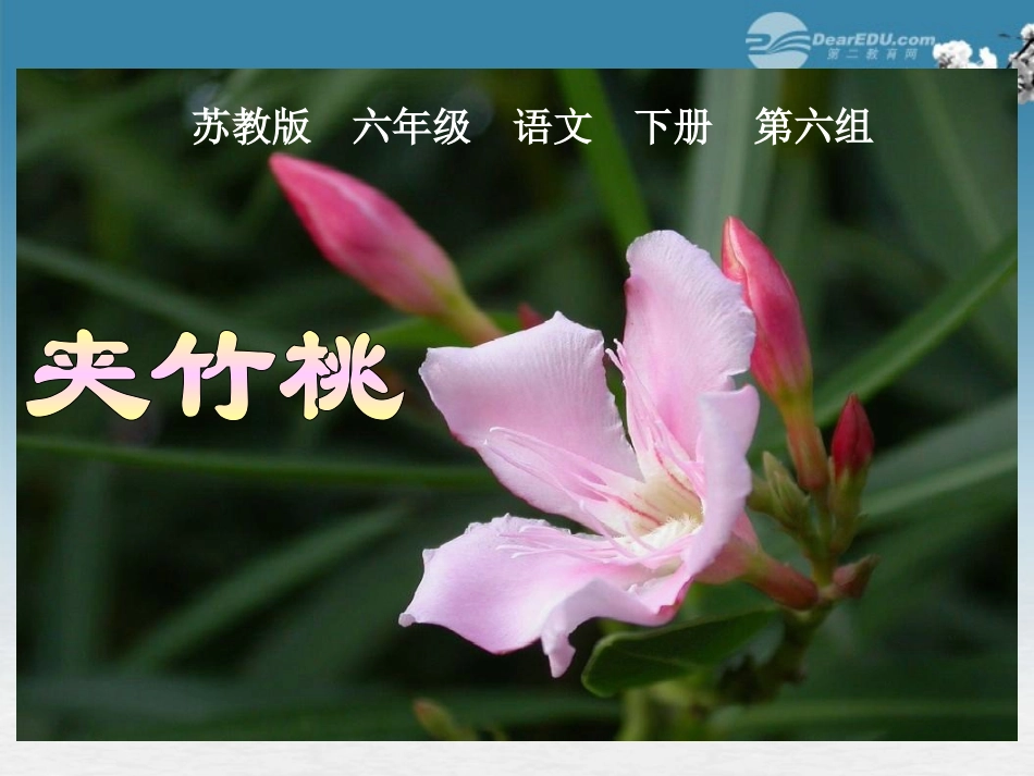 六年级语文下册-夹竹桃-2课件-苏教版_第2页