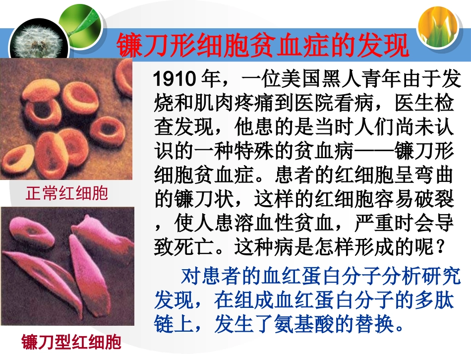 第一节生物变异的来源-(2)_第3页