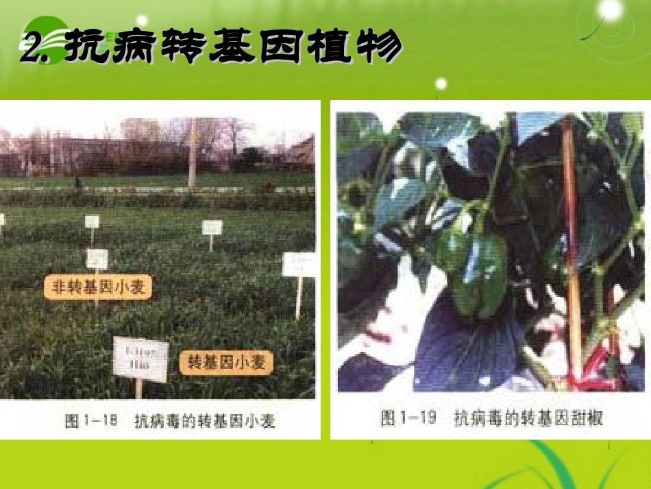 高中生物-基因工程的应用-新人教版选修3高二_第3页