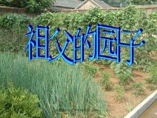 《祖父的园子》课件PPT