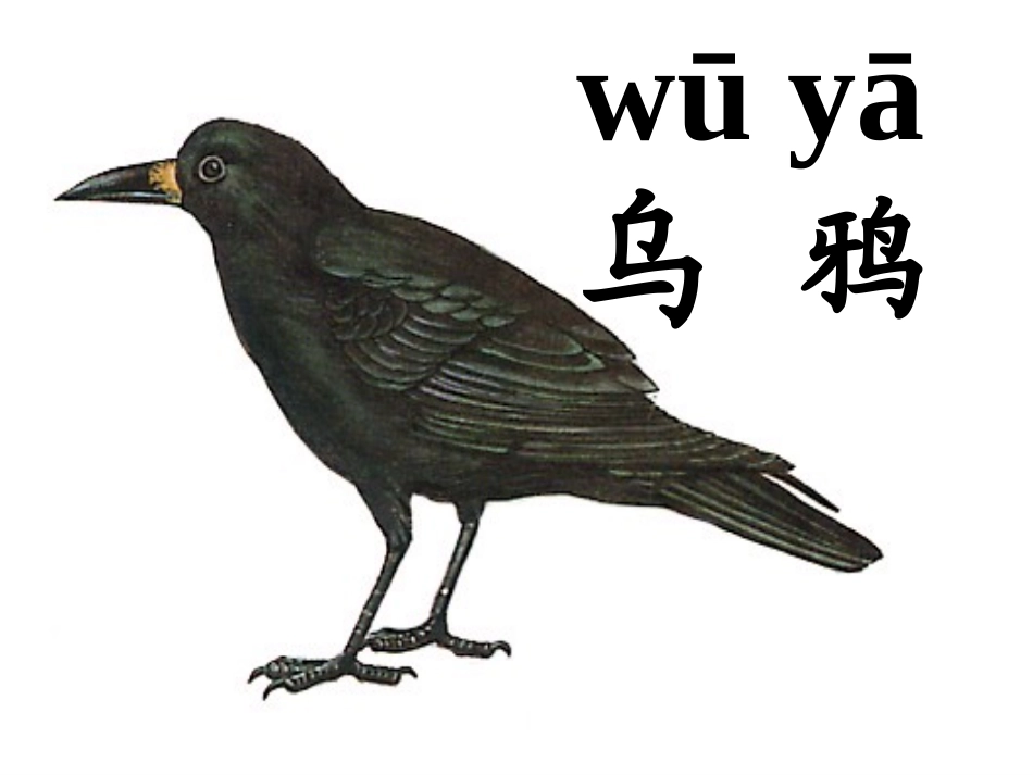 乌鸦喝水(兰湘)_第2页