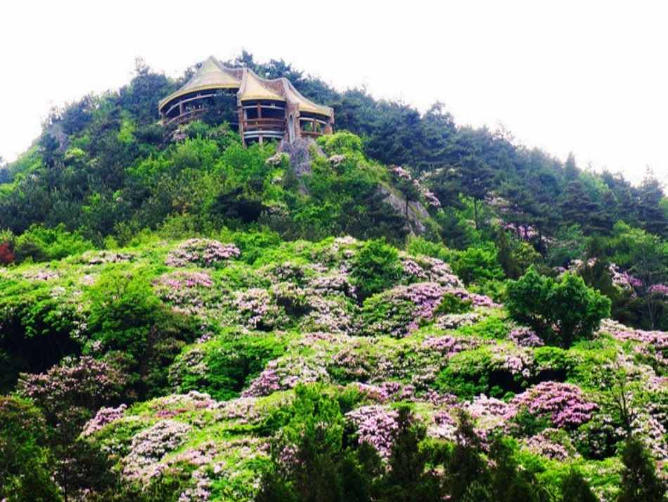 第一节种群的特征_第1页