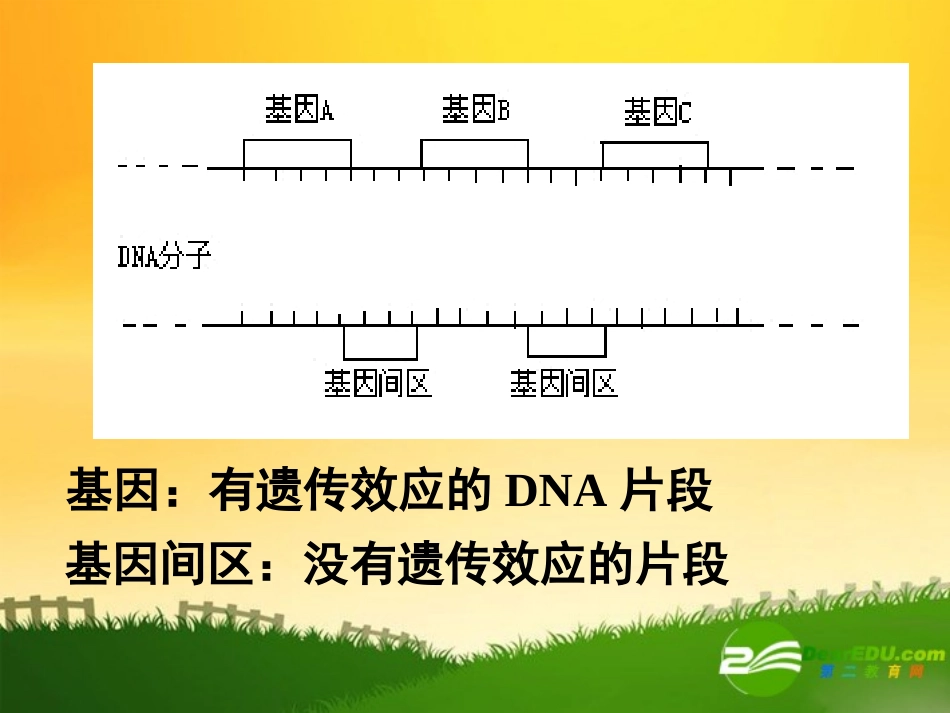 高中生物：第1节基因指导蛋白质得合成课件人教版必修2_第2页
